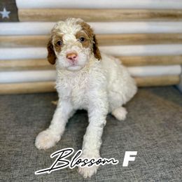 Blossom - Parti female Goldendoodle puppy in Houston, Texas from Golden Life Doodles