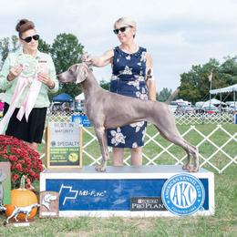 Ariya - Weimaraner