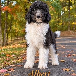 Albert - Black and white male Bernedoodle puppy in Julian, Pennsylvania from Happy Valley Doodles