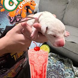 Crush - White and black female Dalmatian puppy in Des Moines, Iowa from Spot Splattered Dalmatians