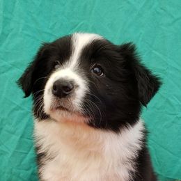 Border Collies from MVR Border Collies