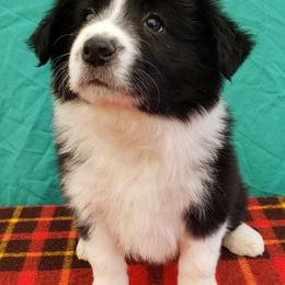 Border Collies from MVR Border Collies