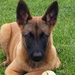 Belgian Malinois and German Shepherds from Ogichidaawi Von Schaeferhaus