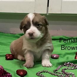Puppy 3 - Sable female Pembroke Welsh Corgi puppy in Port Republic, Maryland from Bestfurends