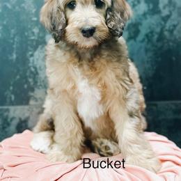 Bucket - Sable female Bernedoodle puppy in Pasco, Washington from Camp Doodle Woods