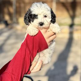 Cloudjumper - Parti female Goldendoodle puppy in Haltom City, Texas from Ohana Doodles