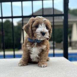 Blue Collar - Red male Australian Labradoodle puppy in Chesterfield, Virginia from South River Doodles