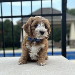 Blue Collar - Red male Australian Labradoodle puppy in Chesterfield, Virginia from South River Doodles