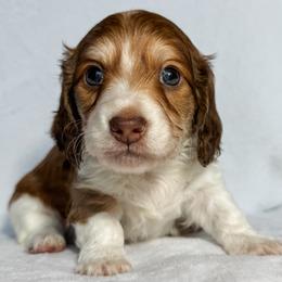 Reef - Piebald male Dachshund puppy in Winamac, Indiana from WZ Kennels