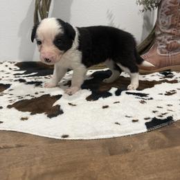 Alex - Black and white male Border Collie puppy in Washburn, Missouri from BS Farms