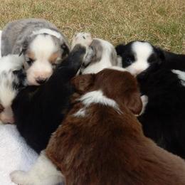 Miniature American Shepherd Puppies from Blue Moon Mini Shepherds