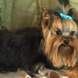Biewer Terriers, Companion Crosses, and Yorkshire Terriers from Niko Terriers