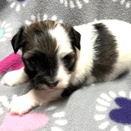 Sable and white girl - Red sable female Havanese puppy in Williamson, Georgia from Windyhill Havanese