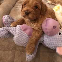 Australian Labradoodle Puppies from Majestic Labradoodles