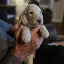 Cream boy - Cream male Goldendoodle puppy in Brownsboro, Alabama from Enchanted Goldendoodles and Poodles of NE Alabama