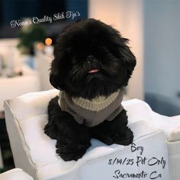 Morenito - Black and white male Shih Tzu puppy in Sacramento, California from NANA’S  QUALITY SHIH TZU'S