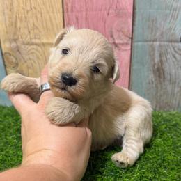 Moose - Wheaten male Miniature Schnauzer puppy in Lufkin, Texas from C&K’s Schnauzer House