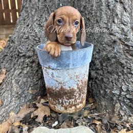 Tex - Red male Dachshund puppy in Frisco, Texas from Macks Mini Dachshunds
