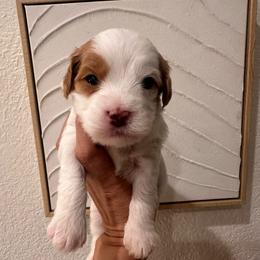 Male 2 - White male Cavapoo puppy in Sacramento County, California from Sac-Town Poodles and Doodles