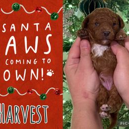 Harvest - Blenheim male Cavapoo puppy in Chattanooga, Tennessee from Scenic City Doodles