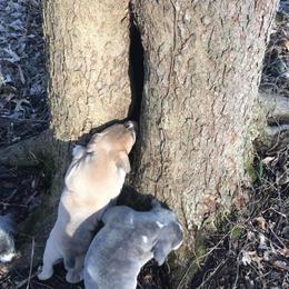 Mountain Cur Puppies from Walnut Ridge Mountain Curs