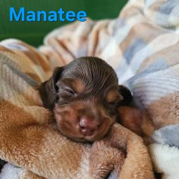 Manatee aka Tee - Chocolate and tan male Dachshund puppy in Orlando, Florida from Small Batch Doxies