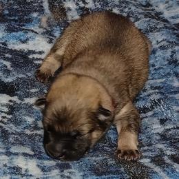 Pink Collar - Red female Eurasier puppy in Lakewood, Ohio from Exquisite Eurasier