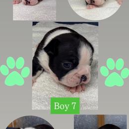 Z. Boy 7 - Black and white male Boston Terrier puppy in Mc Donough, Georgia from Ballard Boston Terriers