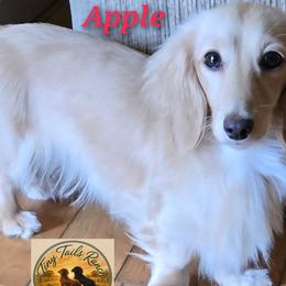 Dachshund puppies from Tiny Tails Ranch