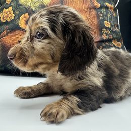 Phoebe - Dapple female Dachshund puppy in Cabool, Missouri from Dachshund's of Country Magic Farms in Missouri