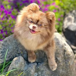 Pomeranians from Ray of Poms