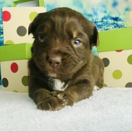 Mira - Red tri-color female Australian Shepherd puppy in West Union, Iowa from Boundless Hearts Australian Shepherds LLC