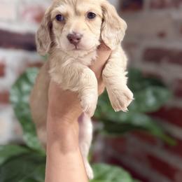 Dachshund Puppies from Bayou d’Elara Dachshunds