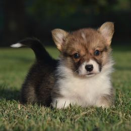 Red Male 5 with Tail - Red male Pembroke Welsh Corgi puppy in Kansas City, Missouri from Willow Creek Corgis