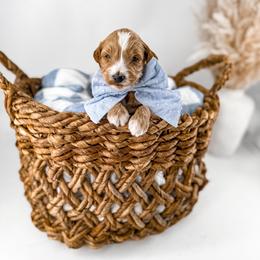 Gaillee - Apricot male Goldendoodle puppy in Russell Springs, Kentucky from Milk & Honey Doodles