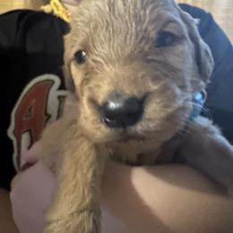 Teal girl - Golden female Golden Retriever puppy in Buchanan, Georgia from Morgan’s Heart of Gold Retrievers