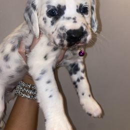 Dalmatian Puppies from Clarks 101 Dalmatians