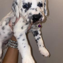 Dalmatian Puppies from Clarks 101 Dalmatians