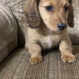 Dachshund Puppies from Tracy's Dachshunds