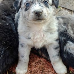 Australian Shepherd Puppies from Southern Boy Blues Aussies
