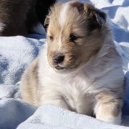 Bella - Sable merle and white female Shetland Sheepdog puppy in Luray, Missouri from Krayola Shelties