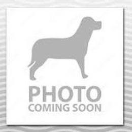 Atlas - Black and white male Pomsky puppy in Fuquay Varina, North Carolina from Raleigh Mini Pomskies