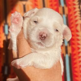 Girl 1 - White female Maltipoo puppy in Las Vegas, Nevada from Maltipoo_vegas