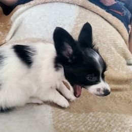 Papillon Puppies from Happy Paps