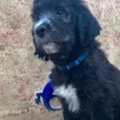 Saint Berdoodles from Creswell Doodles