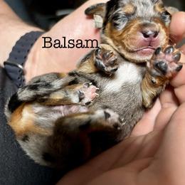 Balsam - Dapple male Dachshund puppy in Overbrook, Kansas from The Greyline Dogs