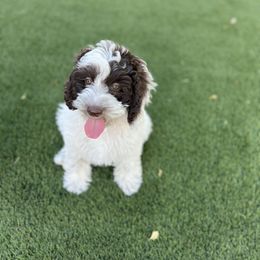Basil - Chocolate male Australian Labradoodle puppy in Saratoga Springs, Utah from Saratoga Springs Doodles
