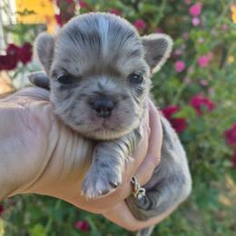 Vinny - Merle male Chihuahua puppy in Silver Summit, Utah from Snow Peak Kennel