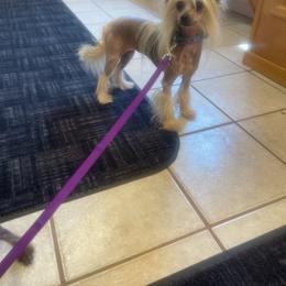 Honey - Chinese Crested