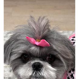 Shih Tzu Puppies from Grandma Ts Precious Puppies